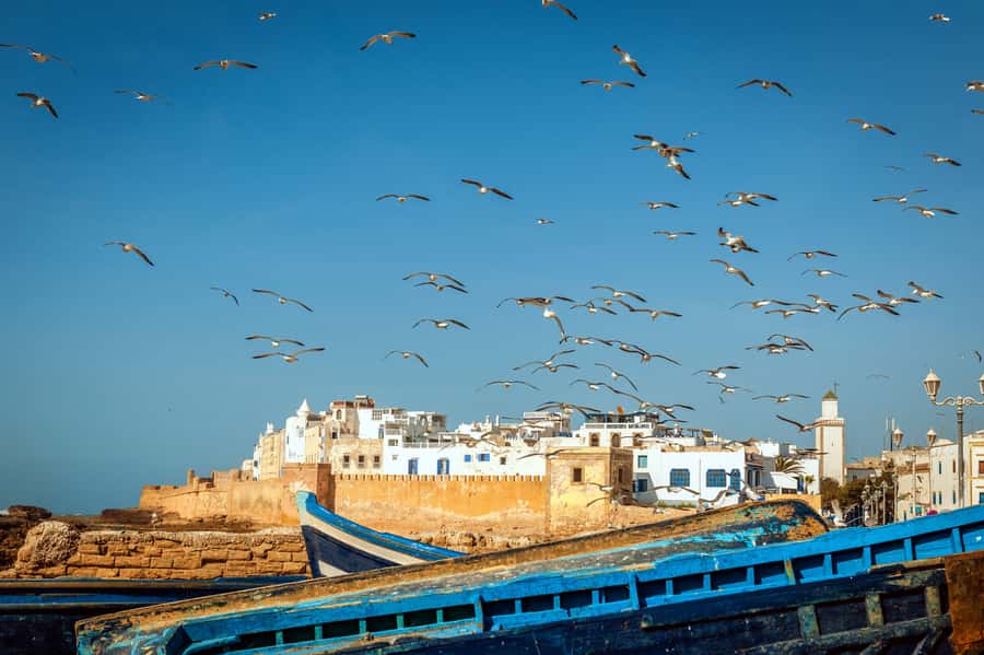 From Taghazout: Medina of Essaouira Guided Day Trip - First stop: goats in the Argan trees