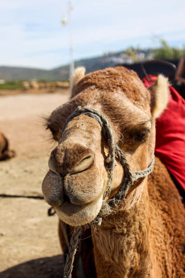 From Tangier: Cap Spartel and Hercules Cave with Camel Ride - Practical tips for a smoother outing
