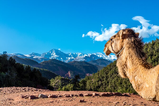 Full Day Berber Villages and Atlas Mountains 4x4 Adventure - Tahanaout and the working grain mills