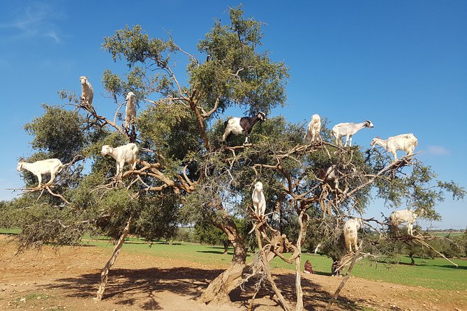 Full-Day Tour to Essaouira - The Ancient Mogador City from Marrakech - Why Essaouira makes a good break from Marrakech