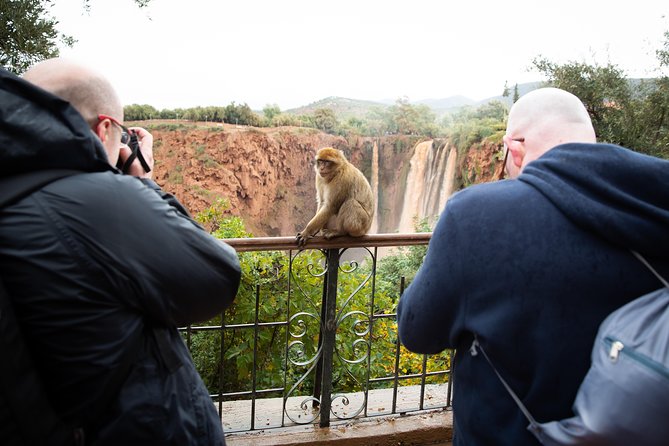 Full Day Trip To Ouzoud Waterfalls From Marrakech & Boat Tour - The monkeys of the river valley