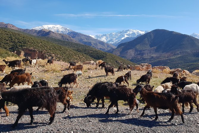 Half-Day Atlas Mountains Tour From Marrakech - Small groups and the guide experience