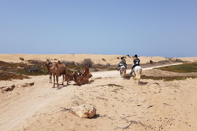 Horse Ride on the Beach in Essaouira - A useful lesson for first-time riders