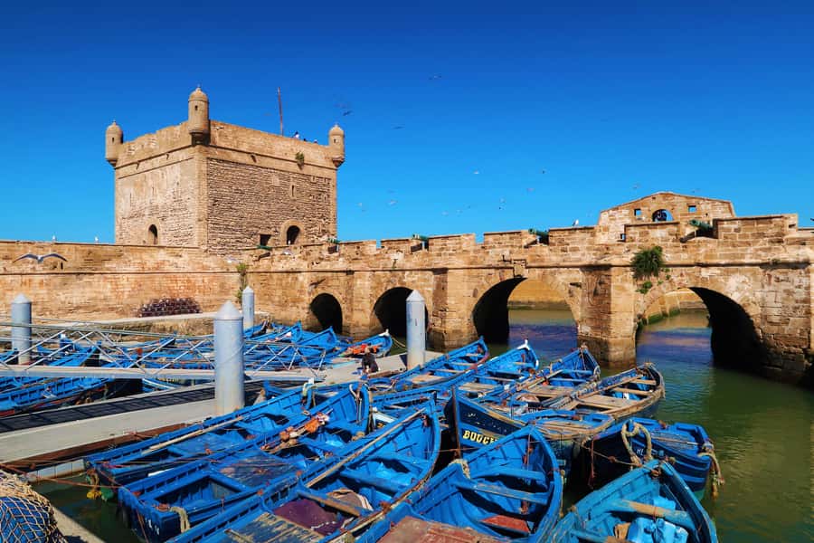 Luxury day trip to Essaouira from Marrakech - Goats, argan trees, and a useful cooperative visit