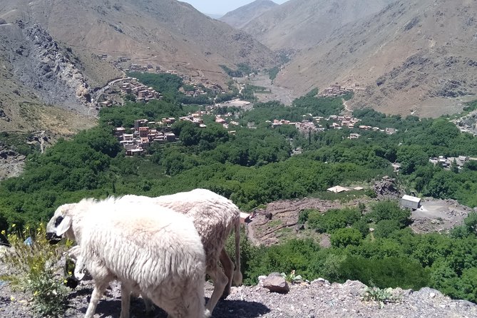 Luxury private day trip - Atlas Mountains, Agafay Desert & camels - How the private format changes the day