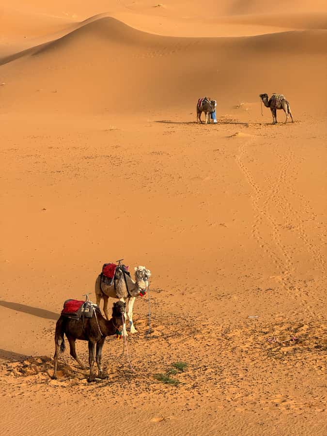 Majestic Desert: 3-Day Luxury Journey from Marrakech to Fes - Guides, drivers, and the feel of the trip