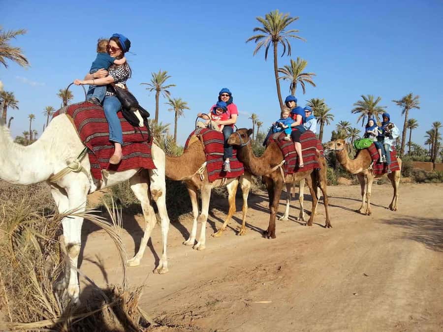 Marrakech : 1-Hour Camel Ride Through the Palm Grove - One hour among palms, villages, and dry countryside