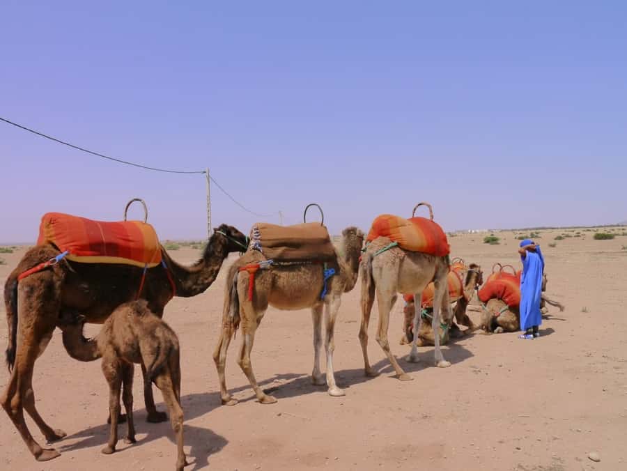 Marrakech : 1-Hour Camel Ride Through the Palm Grove - The 30-minute break and Moroccan mint tea
