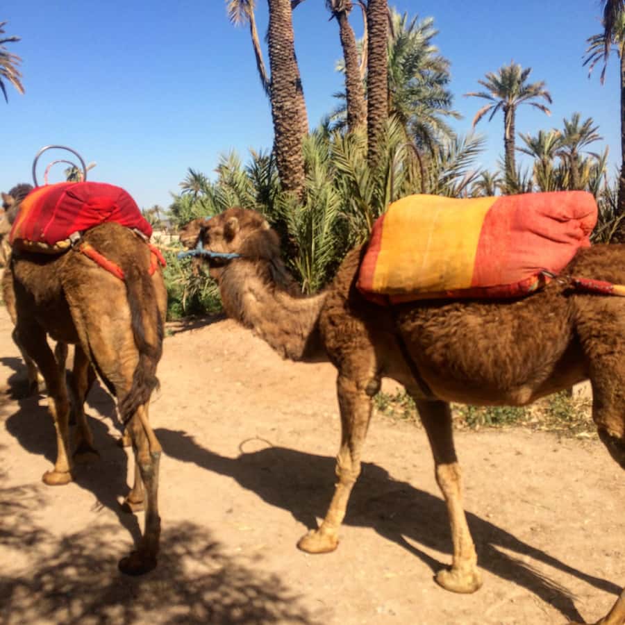 Marrakech : 1-Hour Camel Ride Through the Palm Grove - Families and first-time riders