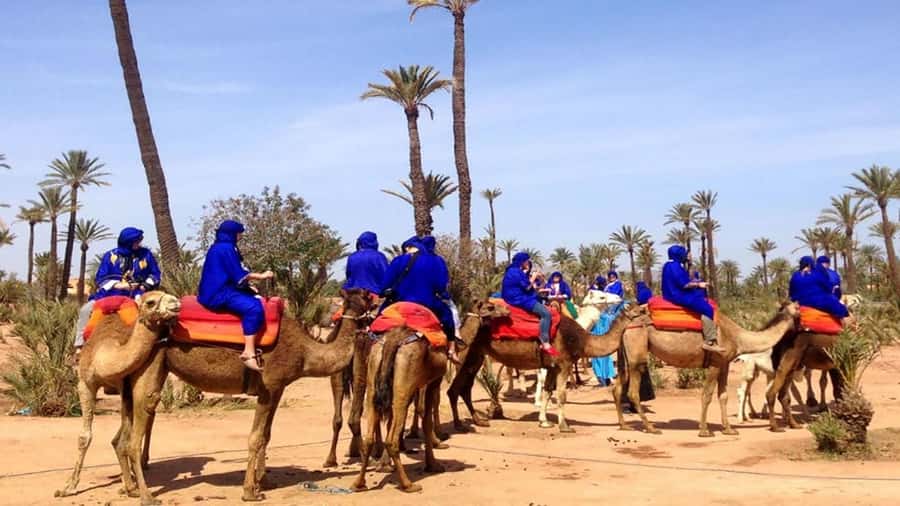 Marrakech : 1-Hour Camel Ride Through the Palm Grove - The 30-minute ride from Marrakech to the Palmeraie