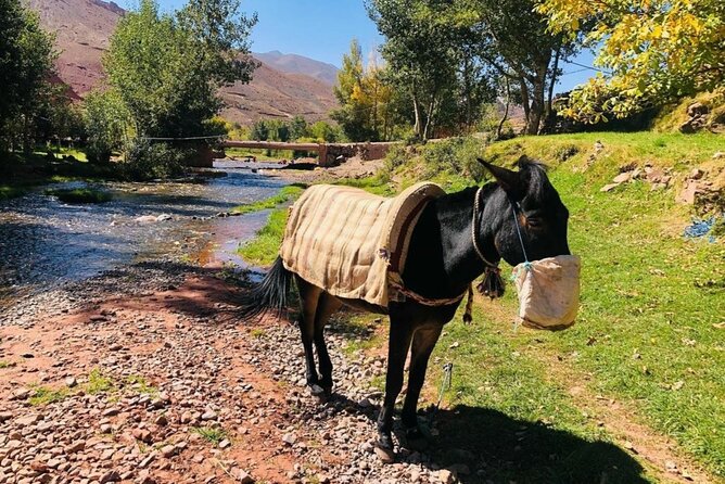 Marrakech: 2-Day Atlas Mountains Trek with Village Stay - Leaving Marrakech for the High Atlas