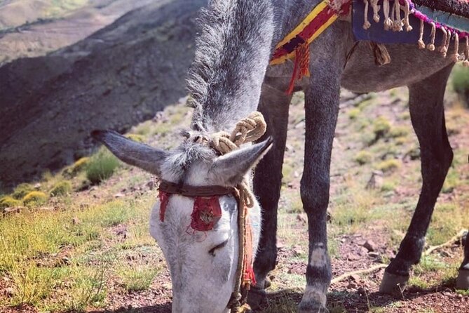 Marrakech: 2-Day Atlas Mountains Trek with Village Stay - What the village night is really like