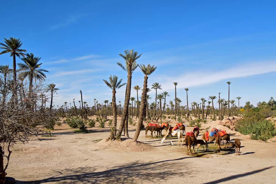 Marrakech: 2-Hour Quad Bike & Camel Ride in Palmeraie - Group size and the pace of the day