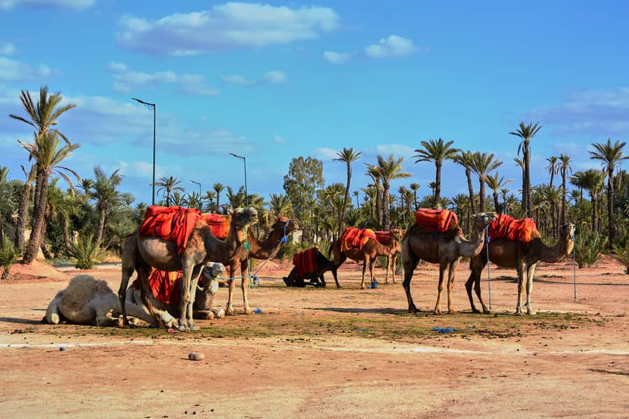Marrakech: 2-Hour Quad Bike & Camel Ride in Palmeraie - Practical preparation for a smoother outing