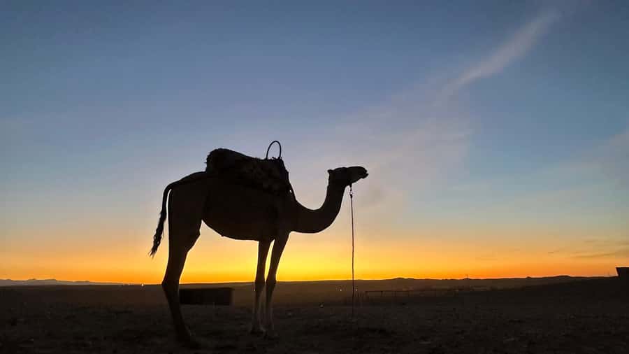 Marrakech: Agafay Desert: Camel ride Quad Bike, Dinner show - Adding the quad bike ride for 150 dirhams