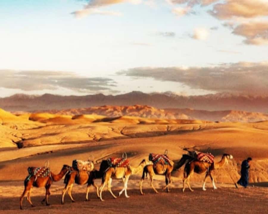 Marrakech: Agafay Desert Camel Rides, Dinner and Fire Show - When this Agafay outing works best