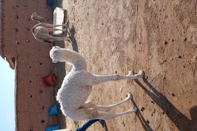 Marrakech: Agafay Desert Dinner, Camel Ride & Quad Biking. - Price, group size, and overall value