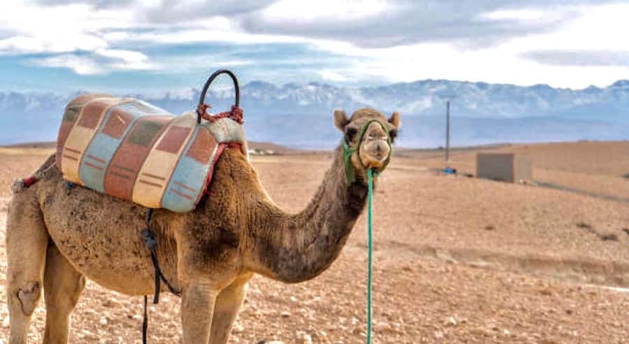 Marrakech: Agafay Desert Dinner, Camel Ride, & Show - Why Agafay works for a short desert evening