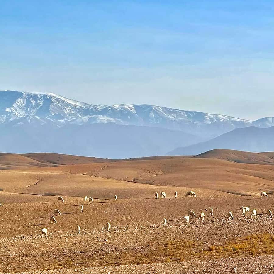 Marrakech: Agafay Desert Dinner, Camel Ride, & Show - Dinner under the open sky