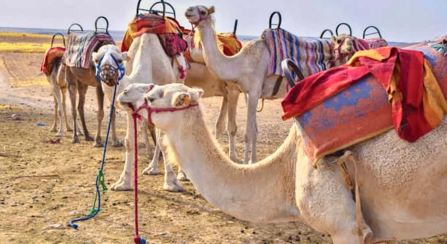 Marrakech: Agafay Desert Dinner, Camel Ride, & Show - Leaving Marrakech and stopping for argan oil