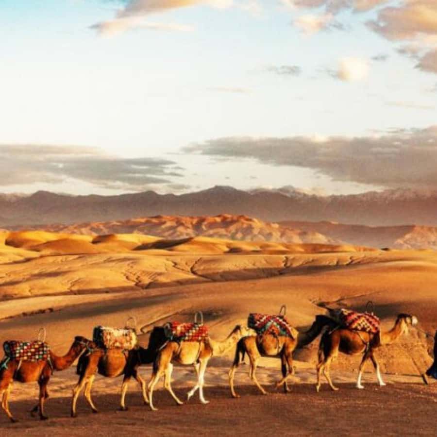 Marrakech: Agafay Desert Dinner with Music and Fire Show - Key points to know before you book
