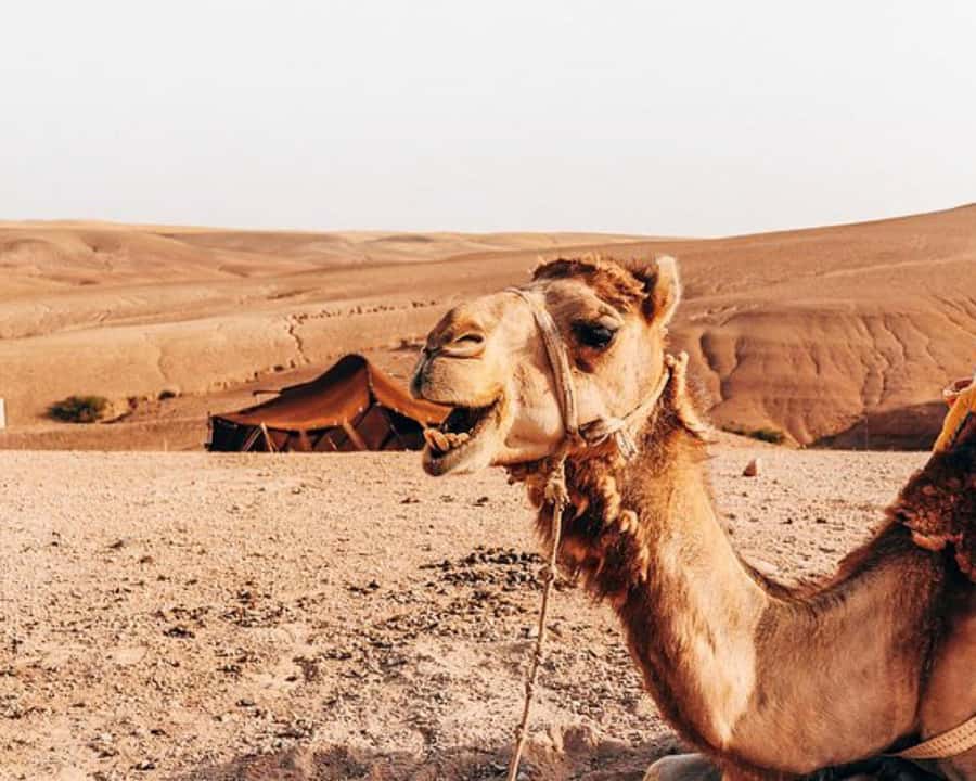 Marrakech: Agafay Desert, Lunch, Camel Ride, & Swimming Pool - Key points to know before booking