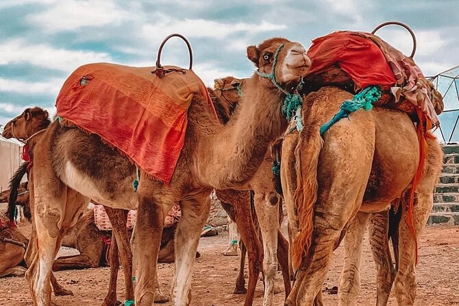 Marrakech: Agafay Desert Sunset, Camel Ride, and Dinner Show - Guides make the difference