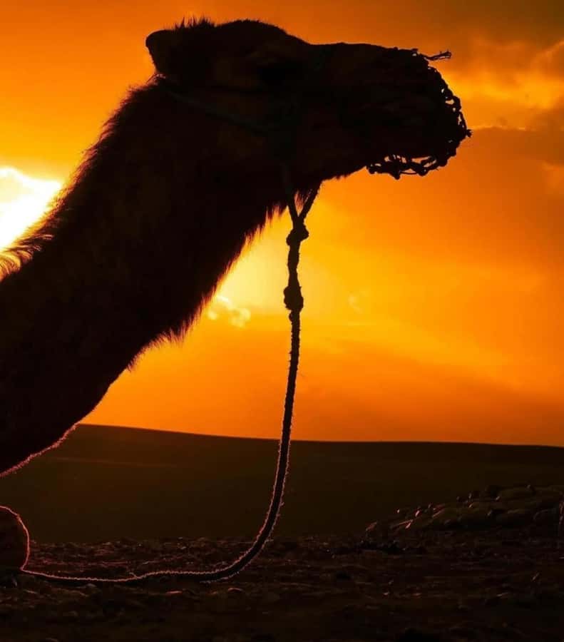 Marrakech : Agafay Desert Sunset Camel Ride & Luxury Dinner - Practical advice for a smoother evening