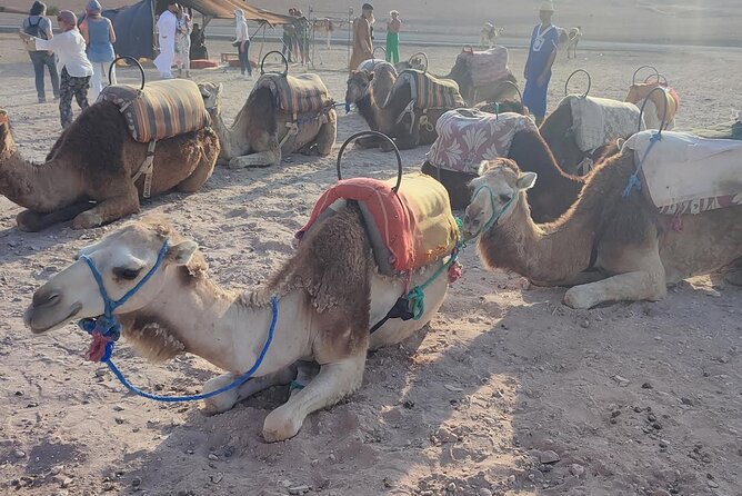 Marrakech: Agafay Desert Tour with Quad, Camel Ride & Dinner - A show and a friendly guide keep the night moving