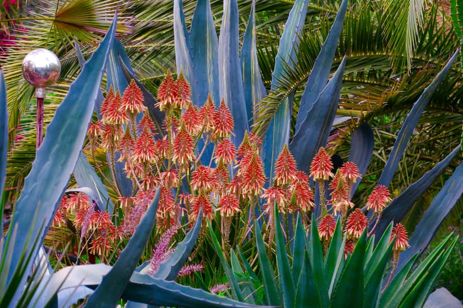 Marrakech: André Heller's ANIMA Garden Ticket - What to bring and how to plan the day