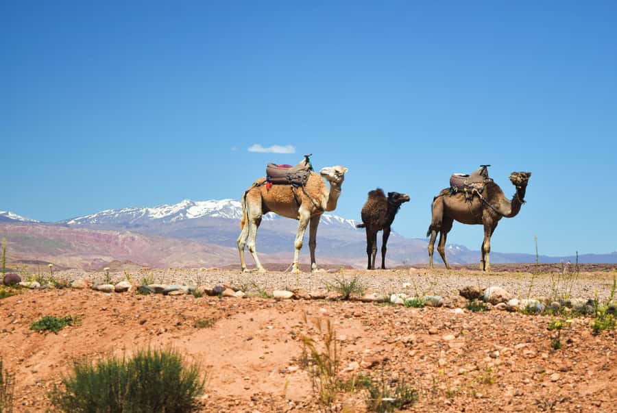 Marrakech: Atlas Mountains & Agafay Desert Tour w Camel Ride - Key points at a glance