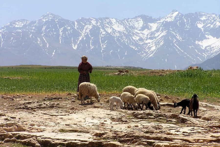 Marrakech: Atlas Mountains and Desert Safari with Lunch - The return across the Haouz plains