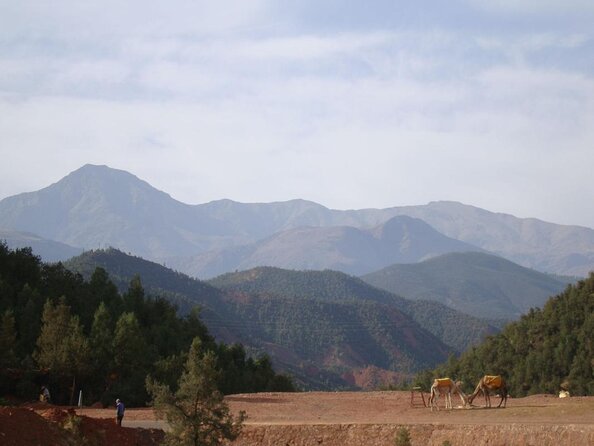Marrakech: Atlas Mountains, Berber Villages, Agafay & Camel Ride - Key points to know before booking