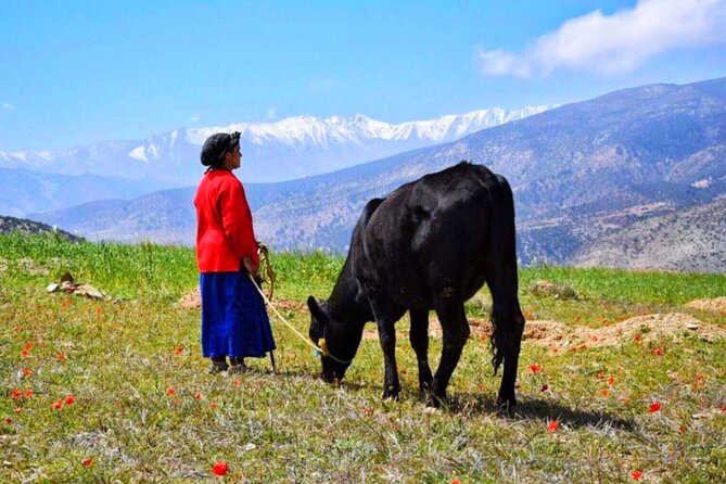 Marrakech: Atlas Mountains & Villages, Waterfalls, Camel Ride - Homemade lunch with Mount Toubkal views