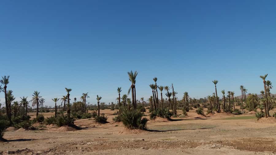 Marrakech: Buggy Experience at Palmeraie with Hotel Pickup - Driving among the palms