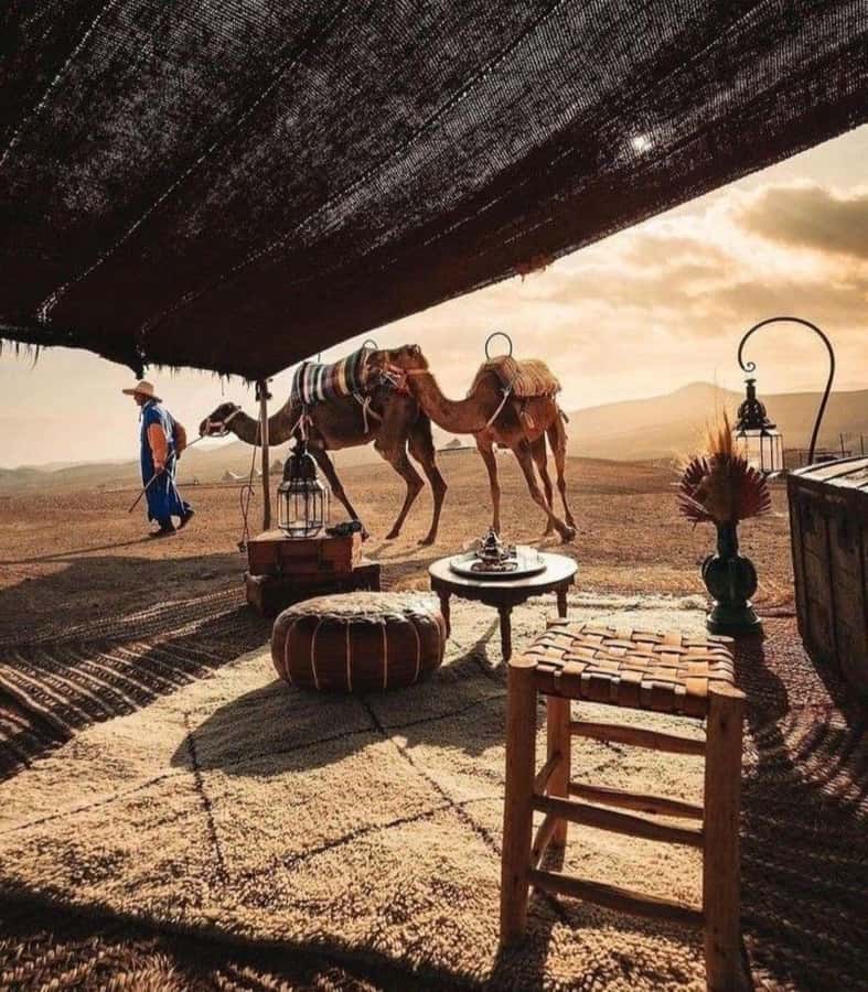 Marrakech: Camel & Quad Bike Tour with Sunset, Dinner & Show - The camel ride brings the pace down