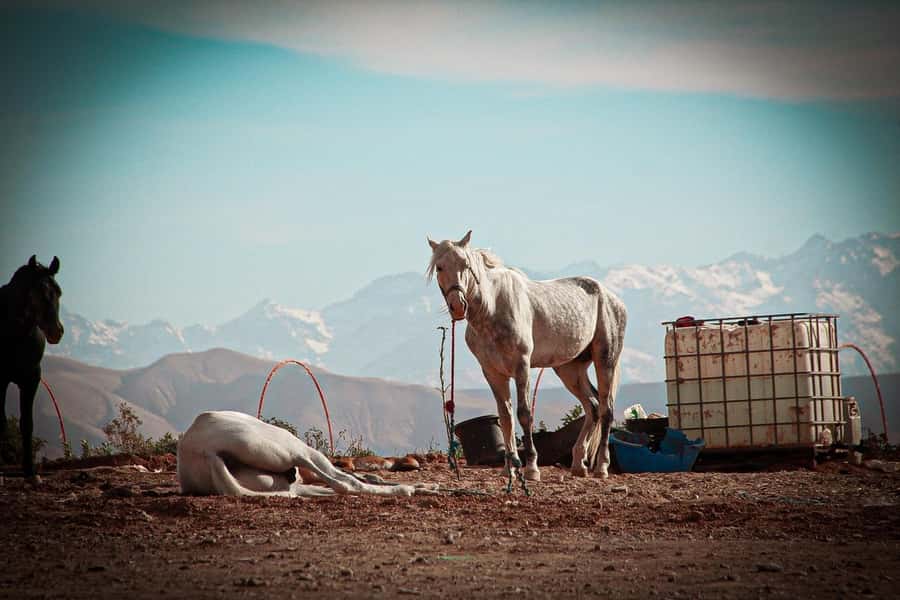 Marrakech: Camel Ride, Dinner, Pool, and Fire Show in Agafay - Mint tea, lanterns, and time beside the pool