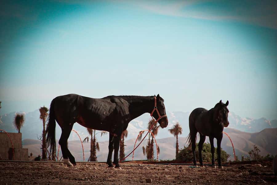Marrakech: Camel Ride, Dinner, Pool, and Fire Show in Agafay - Moroccan dinner under the stars
