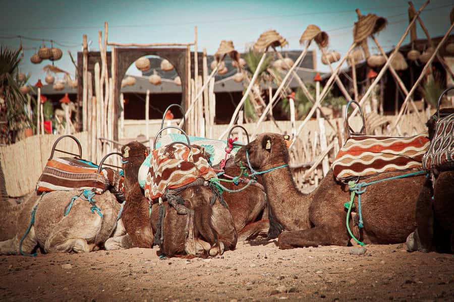 Marrakech: Camel Ride, Dinner, Pool, and Fire Show in Agafay - What to bring and what to watch for