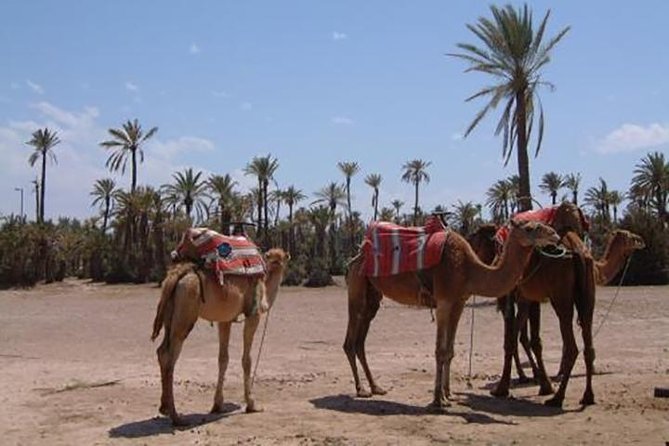 Marrakech Camel Ride Experience with Pick-up - A camel ride close to Marrakech