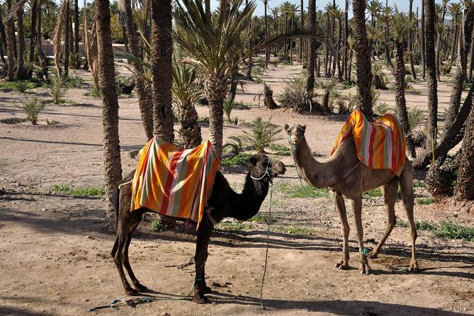 Marrakech Camel Ride Experience with Pick-up - Getting dressed in a cheich