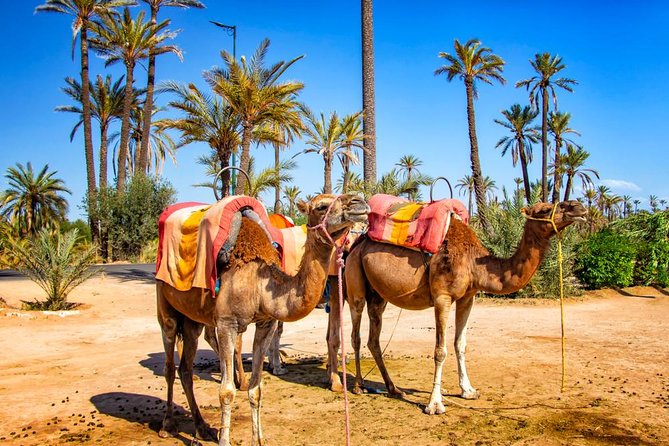 Marrakech Camel Ride Experience with Pick-up - The mint-tea pause