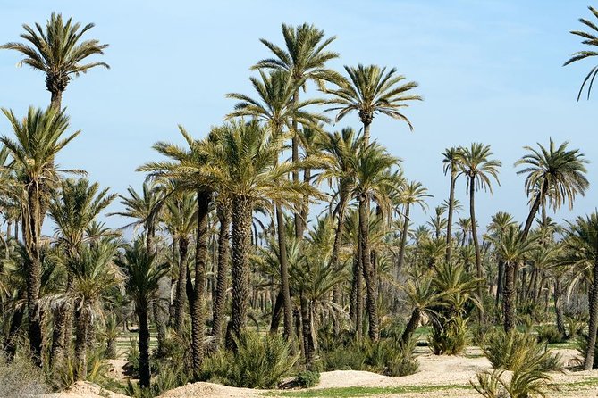 Marrakech Camel Ride Experience with Pick-up - What the guides add