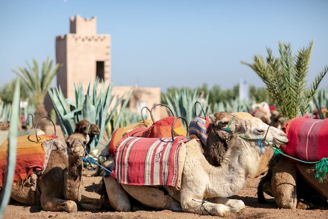 Marrakech Camel Ride Experience with Pick-up - Price and overall value at $17.45