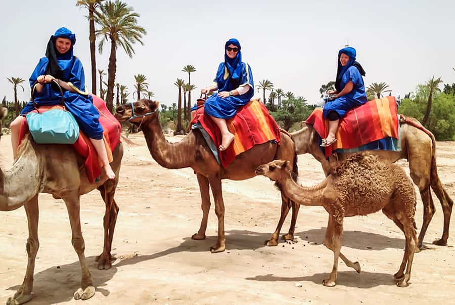 Marrakech: Camel Ride in the Oasis Palmeraie - Pickup from your hotel or riad