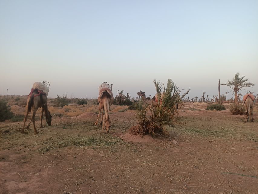 Marrakech: Camel Ride in the Palm Grove - The village and local life element