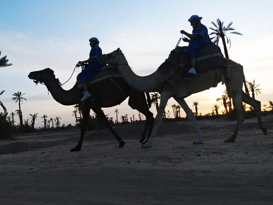 Marrakech Camel Ride in the Palmeraie Palm Grove - Starting from your Marrakech hotel