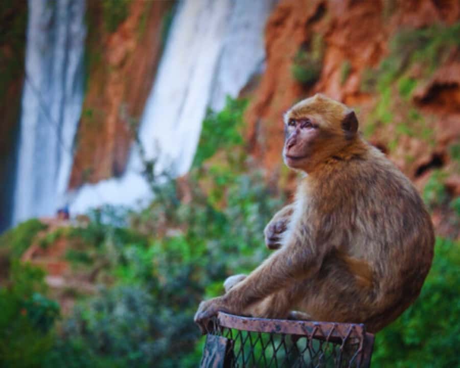 Marrakech: Day Tour to Ouzoud Waterfalls with Boat Trip - The basin boat ride and waterfall spray
