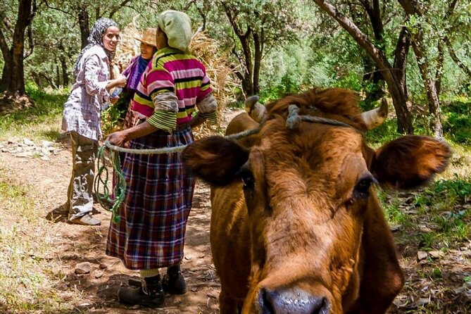 Marrakech: Day Trip to ourika valley & Atlas Mountains - Lunch, tea, and optional extras