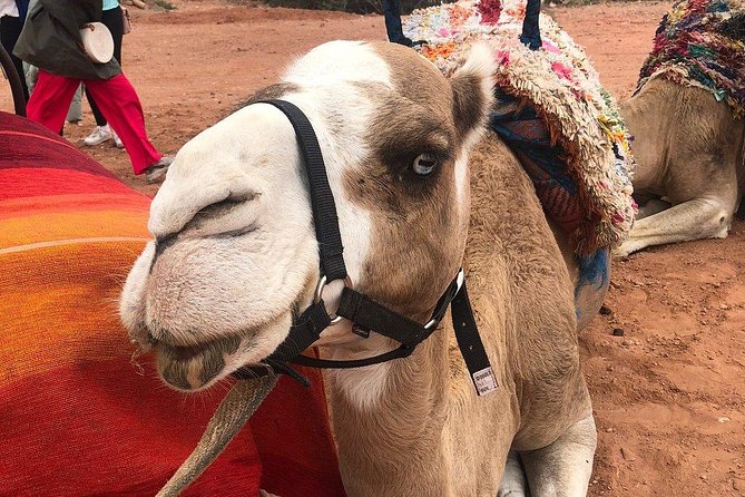 Marrakech: Desert Agafay & Atlas Mountains Day Trip & Camel Ride - What the camel ride is really like